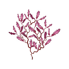 Flat Seaweed Illustration