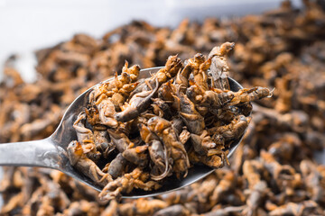 mole cricket on a tablespoon