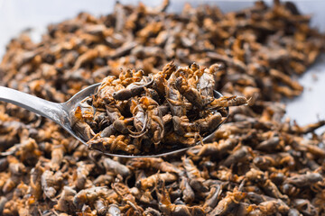 mole cricket on a tablespoon