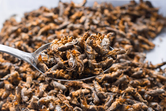 mole cricket on a tablespoon