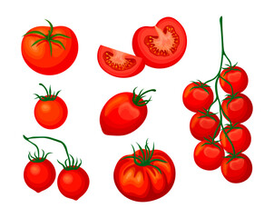 Set of fresh red tomatoes in cartoon style. Vector illustration of vegetables whole and cut, in slices, on large and small crowns on white background.