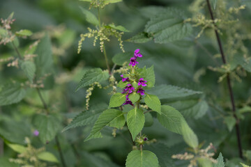 Hoverfly in front of the flowers of the soft hemp tooth
