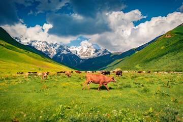 Fototapeta na wymiar Cattle at a mountain pasture. Summer sunny day in Caucasun mountain. Stunning morning scene of Upper Savneti, Georgia, Europe. Greenery concept background..