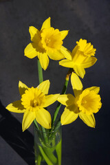A bunch of four fresh daffodils in a clear glass vase