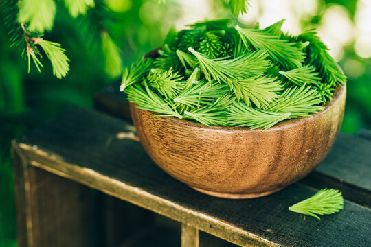 Fichtenspitzen Bilder Durchsuchen 4,645 Archivfotos,