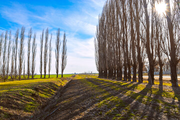 Long shadows from tall poplars on the grass on a sunny day. The bright sun breaks through the...