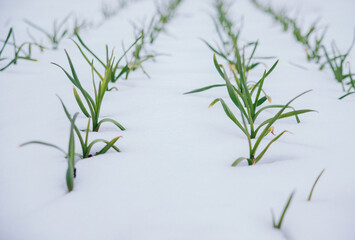 Garlic planted in a row on a bed under the snow. Green garlic leaves. Fragrant garlic in the country.