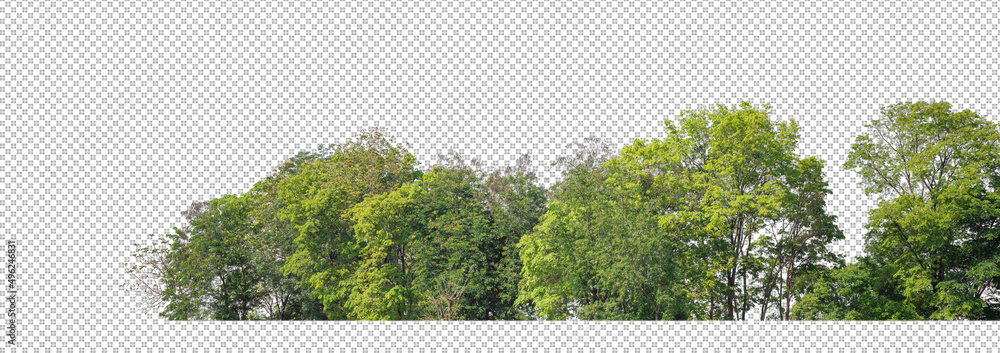 Aufkleber Green Trees isolated on white background.are Forest and foliage in summer for both printing and web pages with cut path and alpha channel