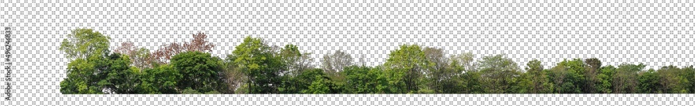 Aufkleber Green Trees isolated on white background.are Forest and foliage in summer for both printing and web pages with cut path and alpha channel