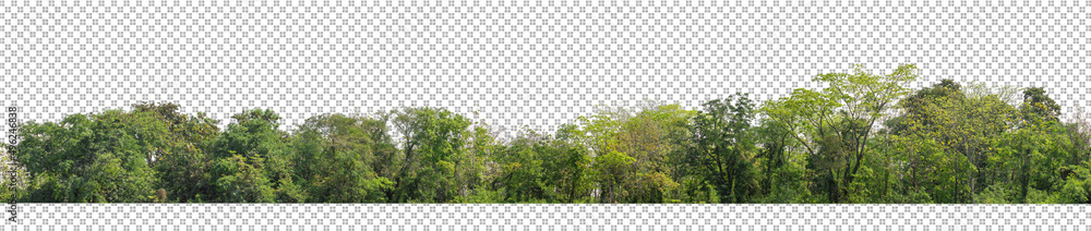 Poster Green Trees isolated on white background.are Forest and foliage in summer for both printing and web pages with cut path and alpha channel