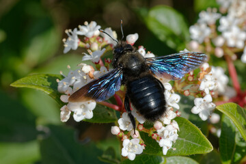 Violet carpenter bee (Xylocopa violacea) foraging flowers