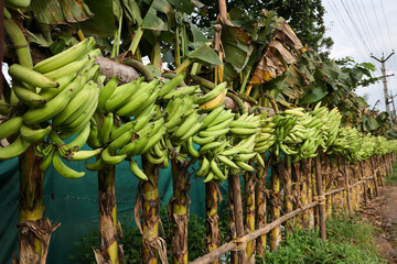 Banana tree with a bunch of growing mature green bananas. many banana trees. Kerala banana