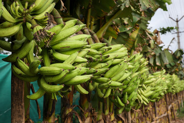 Banana tree with a bunch of growing mature green bananas. many banana trees. Kerala banana - obrazy, fototapety, plakaty