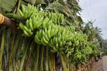 Banana tree with a bunch of growing mature green bananas. many banana trees. Kerala banana