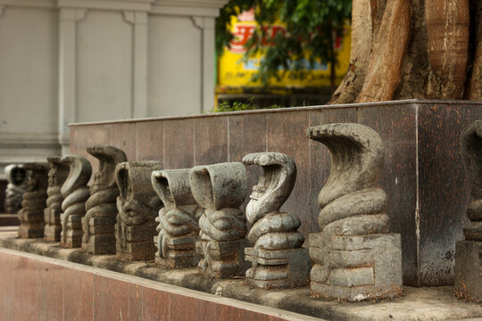 Nagaraja Temple, Nagercoil Tamilnadu India. Snake  statue made of stone