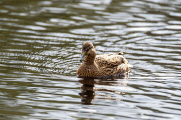 A mallard, duck (Anas platyrhynchos) female, is swimming alone in the lake.  Bird photography taken in Sweden in March, springtime. Background with copy space. 