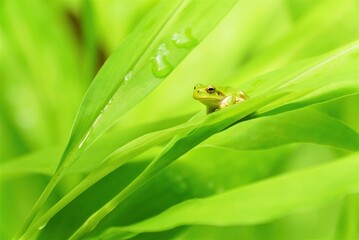 雨上がりのカエル　アマガエル