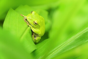 アオガエル　シュレーゲルアオガエル