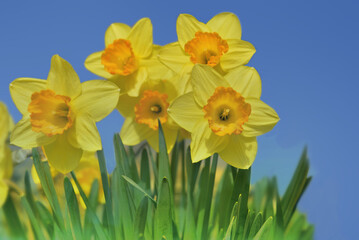 beautiful yellow daffodils blooming in a garden under blue sky