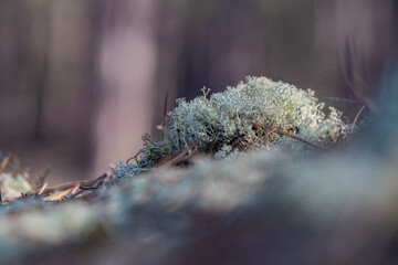 Moss, lichens in a pine forest, Forest massif at Carcans Plage, pine forest near Lacanau, on the French Atlantic coast. High quality photo