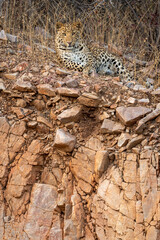 indian wild adult male leopard or panther portrait on aravalli hill or mountain range during outdoor wildlife jungle safari at jhalana forest reserve jaipur rajasthan india - panthera pardus fusca