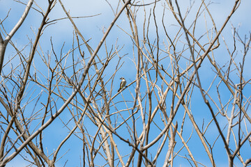 a wild yellow-vented bulbul on a tree branch calling for a mate