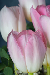 arranged beautiful tulips on black background