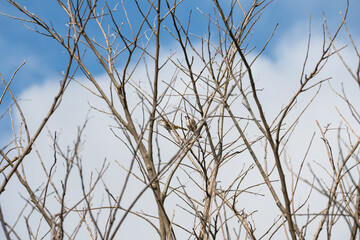 two wild yellow-vented bulbul hiding on a tree branch