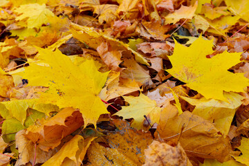 Red and orange autumn leaves background. Outdoor.