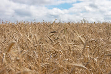 Fototapeta na wymiar Wheat field. Ears of golden wheat close up.