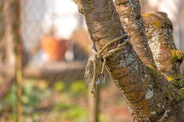 Rope with snap hook is tied around a cherry tree trunk in a garden