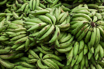 Banana tree with a bunch of growing mature green bananas. many banana trees. Kerala banana