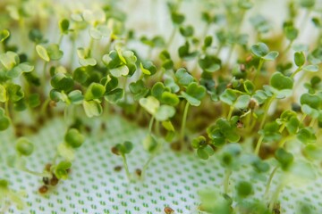 micro-green in a futuristic light, home
