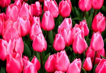 Bright pink tulips close up at Goztepe Park during the Tulip Festival in Istanbul, Turkey