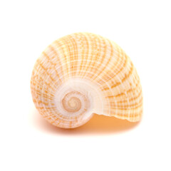 Light brown-orange fig shell isolated on on white background
