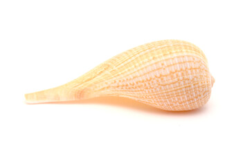 Light brown-orange fig shell isolated on on white background
