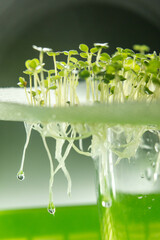 micro-green in a futuristic light, home