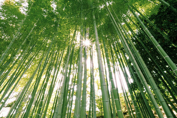 青竹と太陽光 夏のイメージ