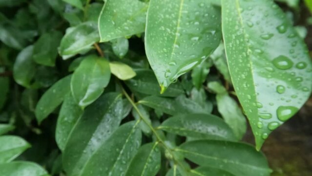 The leaves of the soursop plant are green which are still wet because they have just been exposed to rain