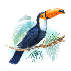Toucan tropical bird watercolor drawing