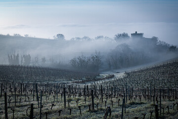 Bordeaux vineyard over frost and smog in winter, landscape vineyard, France