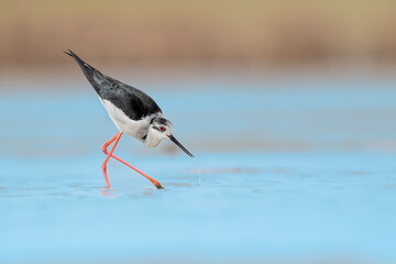 Black winged stilt female with clam in the beak (Himantopus himantopus)
