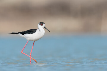 Black winged stilt in the wetlands (Himantopus himantopus)