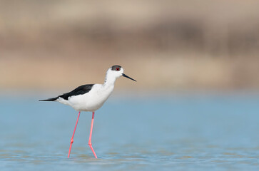 All the elegance of black winged stilt (Himantopus himantopus)