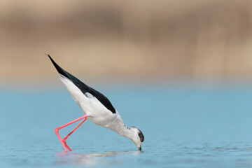 Ready to attack, black winged stilt male at hunt (Himantopus himantopus)