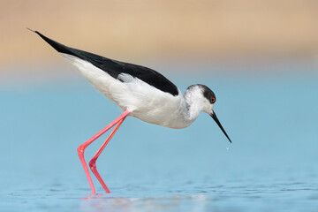 Extreme closeup for the Black winged stilt male (Himantopus himantopus)