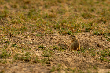 Naklejka na ściany i meble Indian desert jird or gerbil or Meriones hurrianae closeup feeding grass from his burrows at forest of central india