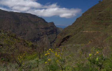 Gran Canaria, landscape of the central montainous part of the island, 
hiking route in the upper part of Agaete valley, famous for its coffee plantations 