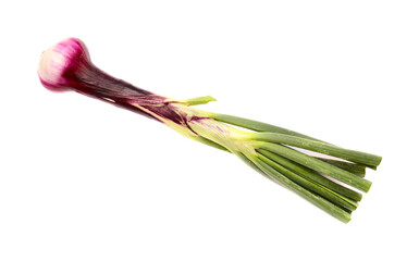 Spring onion with dark purple bulb, isolated on white background
