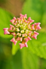 Pink flowers Lantana camara west indian lantana plant ,Multicolour ,Hindi Putus flower ,Kantutay ,Wild sage ,Red sage ,Tickberry .Medicinal plants ,Silent Valley ,West African ,Spanish flag seeds